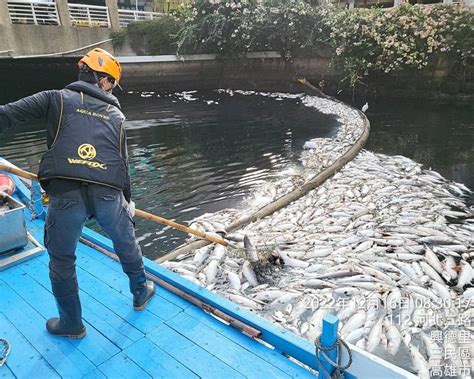 死魚 處理